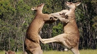 Filming The Kangaroo Boxing Fight  Wild Stories  BBC Earth [upl. by Mckay]