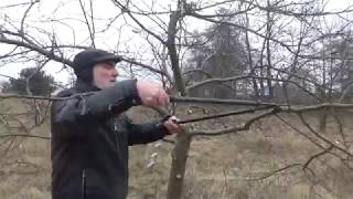 Jak przyciąć Jabłoń How to prune an apple tree [upl. by Mellisa]