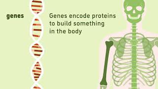 What are genes  Animation  Minute to Understanding  The Jackson Laboratory [upl. by Syhr]