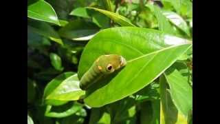 Spicebush Swallowtail Caterpillar Papilio Troilus [upl. by Edyaw]