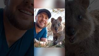 Quokka Selfie [upl. by Mccurdy]