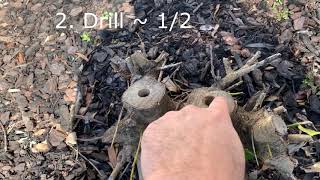 How to remove holly bush and roots [upl. by Olenolin229]