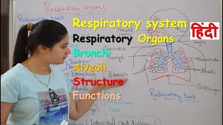 Respiratory system anatomy amp physiology in hindi  Organs  structure  functions [upl. by Ardena]