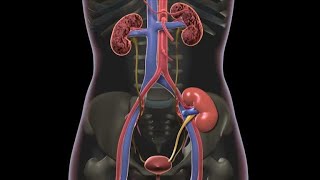 What Is a Kidney Transplant [upl. by Roselane371]