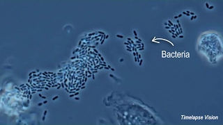 Immune Cells Eating Bacteria Phagocytosis [upl. by Arramas]