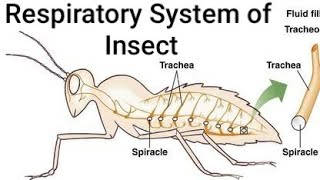 Respiratory System of Insect ।। Tracheae Tracheoles Spiracles Taenidia [upl. by Aicyla]