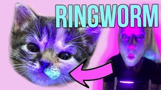 Helping Kittens with Ringworm [upl. by Evers817]