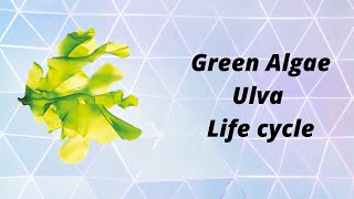 Ulva  Green algae life cycle  Plant reproduction [upl. by Ahsyekat338]