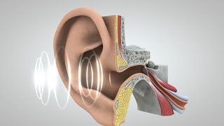 El viaje del sonido al cerebro [upl. by Garson]