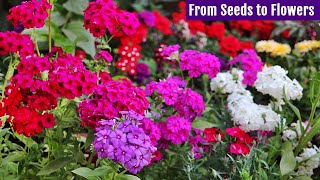 GROW Beautiful PHLOX from Seeds NOW Start To Finish [upl. by Picker]