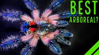 Top 10 BEST Arboreal Tarantulas  YOULL LOVE THESE SPIDERS [upl. by Killoran198]