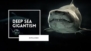 Deep Sea Gigantism Explained [upl. by Solnit]