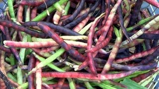 How to Harvest Fresh Sweet Peas [upl. by Colbye57]