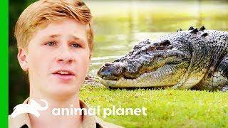 Moving The Biggest Croc At Australia Zoo  Crikey Its The Irwins [upl. by Jedediah754]