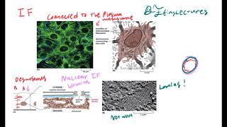 Cell Biology Lecture 9 The Cytoskeleton [upl. by Myke]