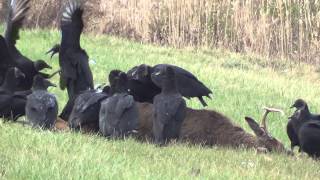 Black Vultures in Connecticut [upl. by Deroo921]