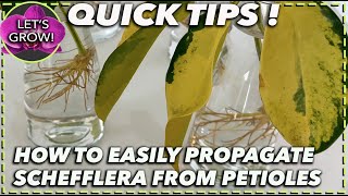 UMBRELLA PLANT PROPAGATION water method [upl. by Hankins931]