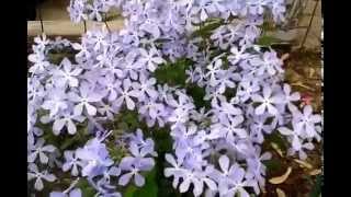 Woodland Phlox Phlox divaricata [upl. by Suanne]