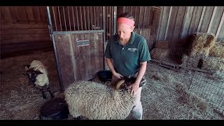 TRADITIONAL 18th Century Sheep Shearing [upl. by Aurie]