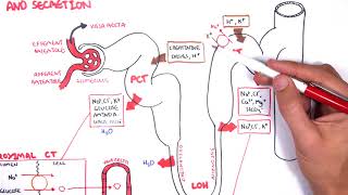 Nephrology  Physiology Reabsorption and Secretion [upl. by Blaseio]