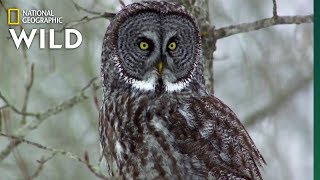 Owls Have Superior Senses  Nat Geo WILD [upl. by Othe]