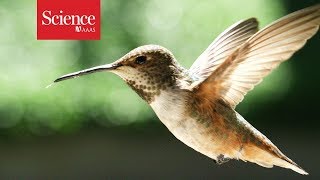 What makes hummingbirds such agile flyers [upl. by Xanthe876]