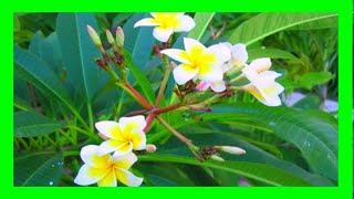 Growing Frangipani From Cuttings Simple 2 Steps [upl. by Siladnerb351]