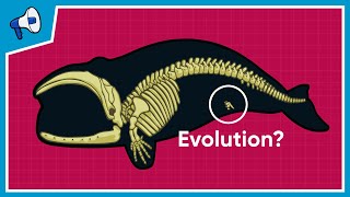 What is the Evidence for Evolution [upl. by Strenta]