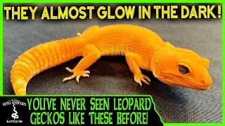 LEOPARD GECKOS LIKE YOUVE NEVER SEEN BEFORE [upl. by Morrell818]