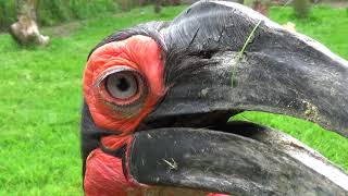 Southern Ground Hornbill making sound [upl. by Avrit]