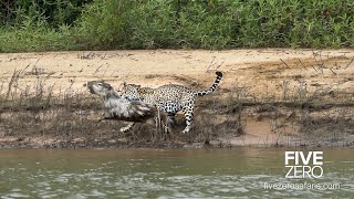 Careless Capybara gets Caught by Jaguar [upl. by Arraik550]