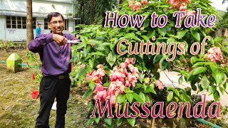 Grow Cuttings of MUSSAENDA in the Easiest Nursery Method [upl. by Alper]