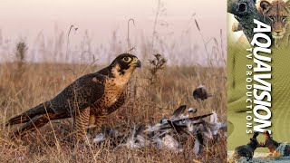 Peregrine Falcon Hunting 🦅  Falconeering [upl. by Rowena752]