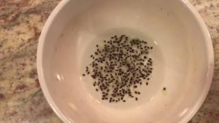 How To Grow a Kiwi Tree or Vine From Seed Days 024 [upl. by Irot]