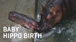 Baby Hippo Birth [upl. by Ttenna346]