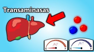 Transaminasas Altas EXPLICACIÓN EN 5 MINUTOS  Patología Clínica101 [upl. by Hussey]