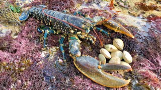 Coastal Foraging and Rock pooling  Lobsters Crabs and clam forage with cook up  The Fish Locker [upl. by Guyer]