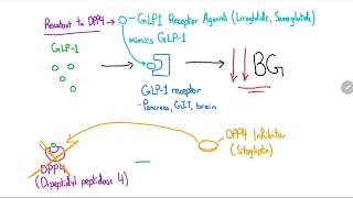 GLP1 Receptor Agonists and DPP4 Inhibitors Explained in 4 Minutes [upl. by Ailido]