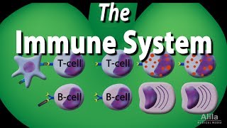 The Immune System Overview Animation [upl. by Farlee]