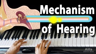 Mechanism of Hearing Animation [upl. by Emmaline]