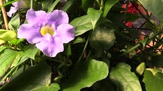 Growing the Blue Skyflower Thunbergia grandiflora [upl. by Bayly]