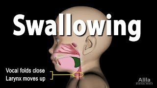 Mechanism of Swallowing Animation in Child model [upl. by Orbadiah]