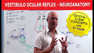 2Minute Neuroscience Vestibular System [upl. by Nalod]