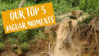 Our Top 5 wild Jaguar encounters caught on film [upl. by Eisdnil844]