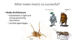 Introduction to Entomology [upl. by Camella]