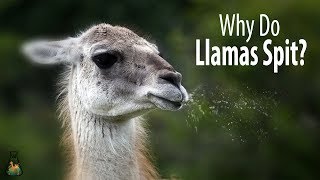 Why Do Llamas Spit [upl. by Samal]