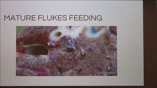 Liver Flukes in Cattle [upl. by Rory]