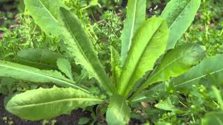 The Garden Gurus  Edible Weeds [upl. by Clayborn]