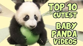 TOP 10 CUTEST BABY PANDA VIDEOS [upl. by Mamie971]