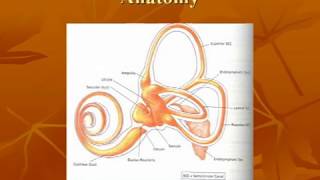 Vestibular System Anatomy [upl. by Leirua]